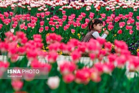 جشنواره لاله های کرج اردیبهشت برگزار می شود