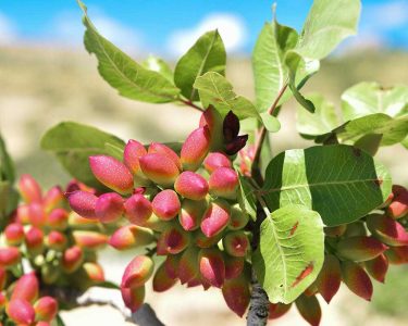 گردش مالی 10 هزار میلیاردی پسته در استان سمنان