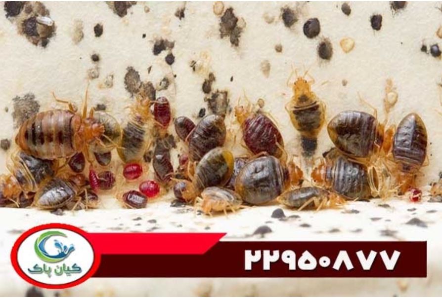 ساس از کجا می آید و چگونه از شر آن خلاص شویم؟ راهکارهای پیشگیری و درمان