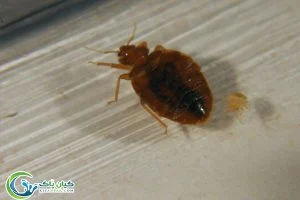 درمان ساس از کجا می آید و چگونه از شر آن خلاص شویم؟ راهکارهای پیشگیری و درمان