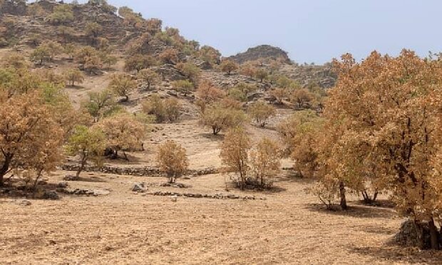 پروانه برگ خوار ۴۱ هزار هکتار از جنگل های لرستان را آلوده کرد - خبرگزاری اسمارت تیم | اخبار ایران و جهان