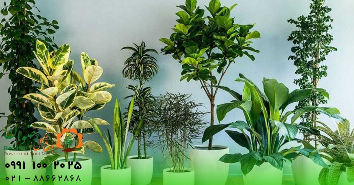 دکوراسیون | آرامش نحوه قرارگیری گیاهان در منازل | راهنمای اصولی چیدمان گل و گیاه در خانه