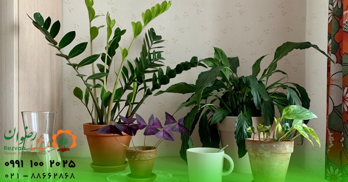 نحوه قرارگیری گیاهان در منازل | راهنمای اصولی چیدمان گل و گیاه در خانه